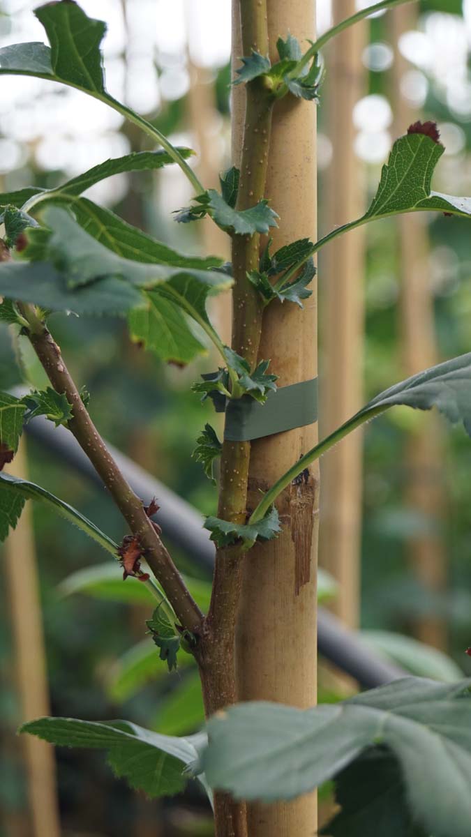 Crataegus pinnatifida major solitair