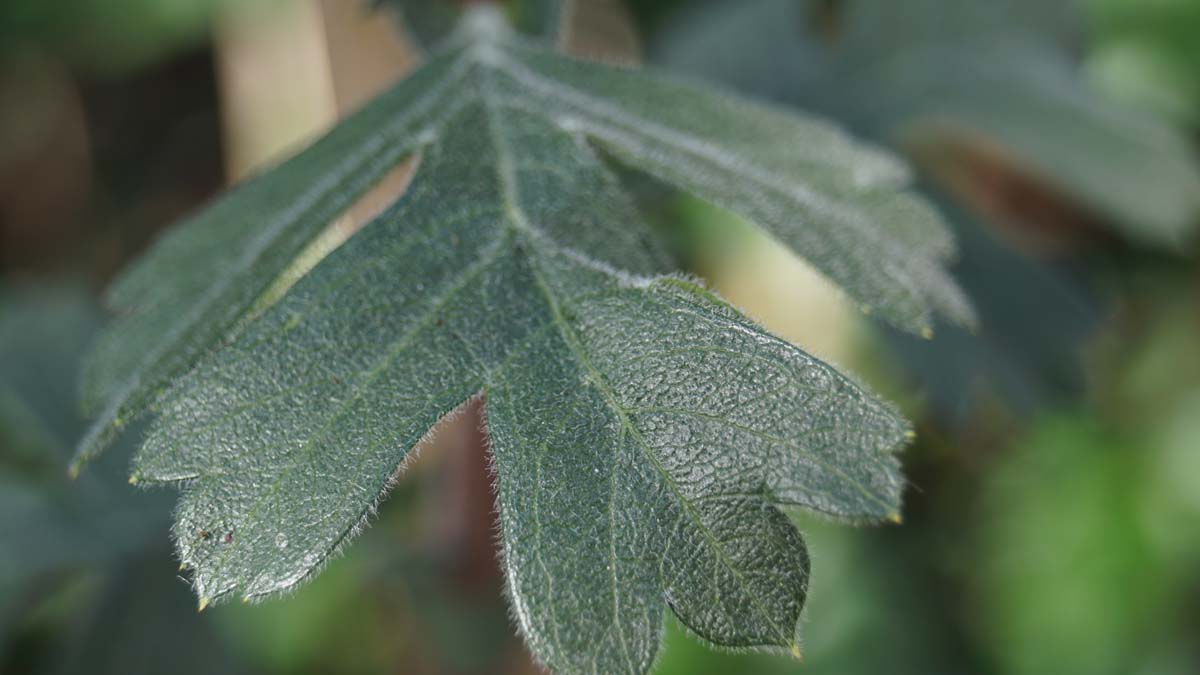 Crataegus tanacetifolia Tuinplanten