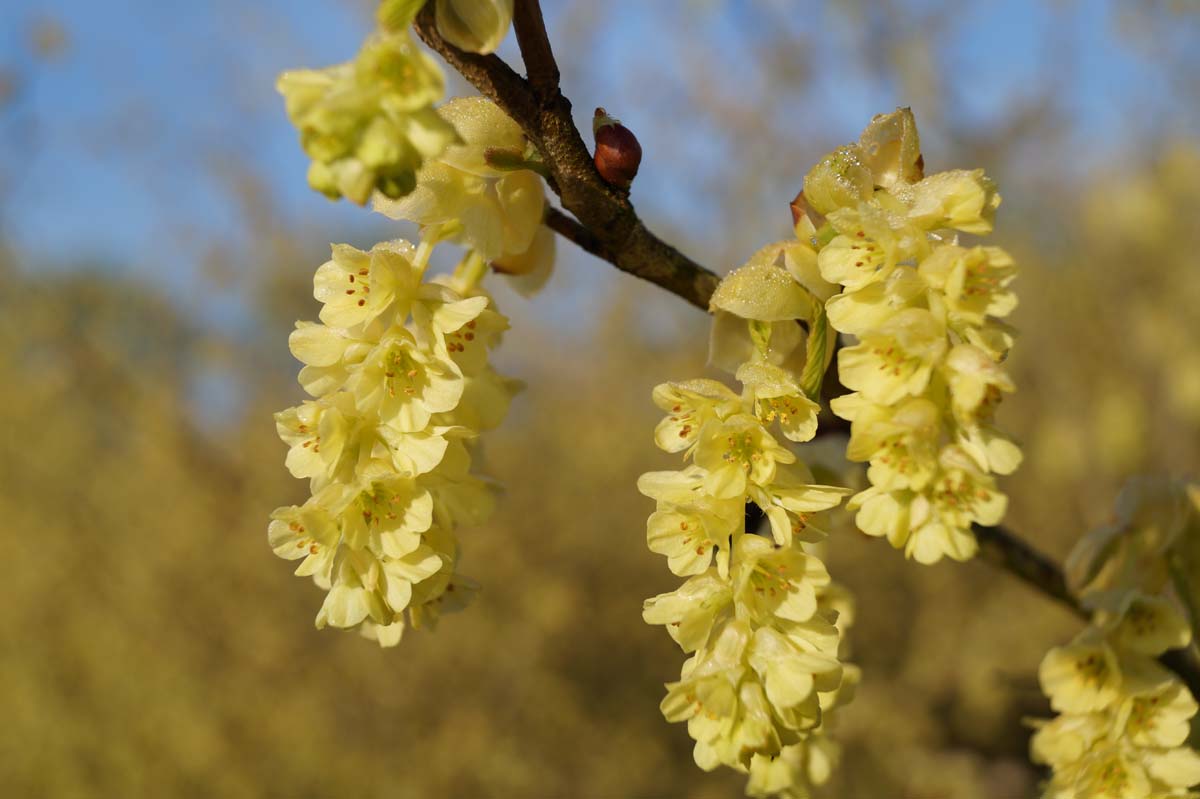 Corylopsis sinensis calvescens meerstammig / struik