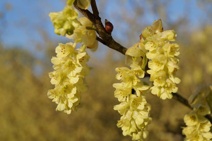 Corylopsis sinensis calvescens meerstammig / struik
