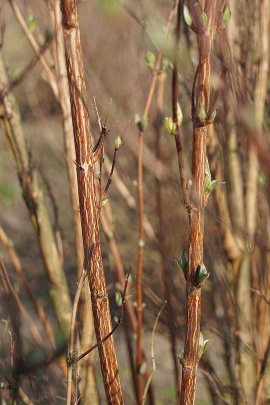 Deutzia lemoinei