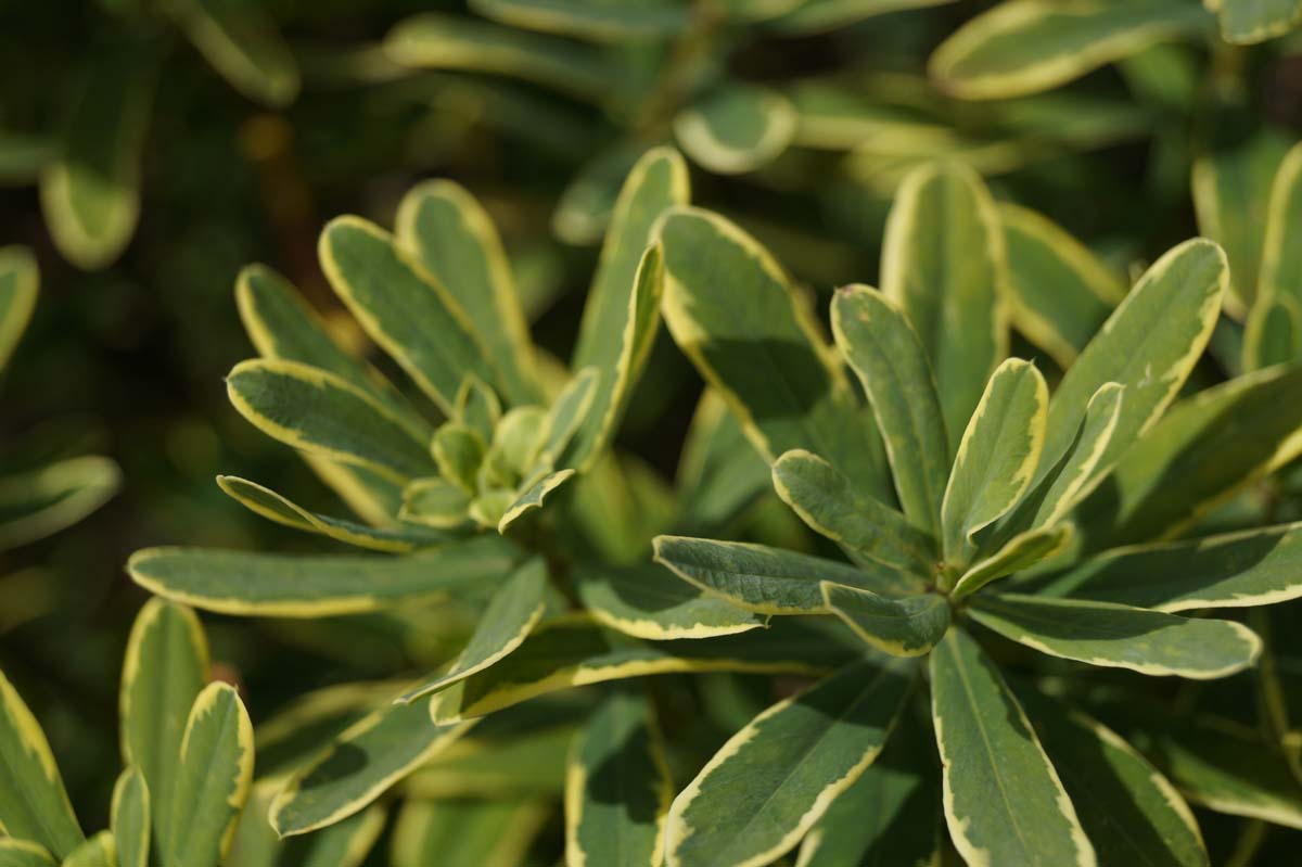 Daphne burkwoodii 'Astrid' Tuinplanten