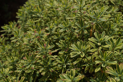 Daphne burkwoodii 'Astrid' Tuinplanten