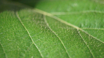 Corylus chinensis meerstammig / struik
