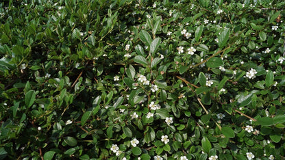 Cotoneaster radicans 'Eichholz'