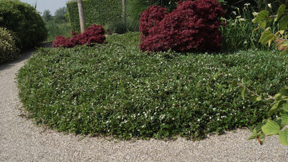 Cotoneaster radicans 'Eichholz'