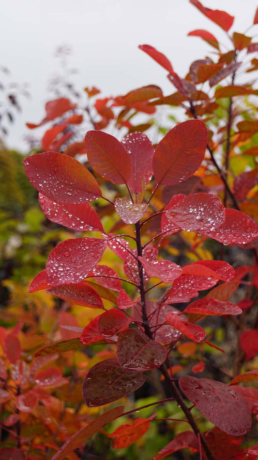 Cotinus coggygria Tuinplanten