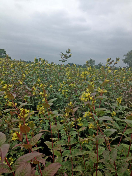 Diervilla sessilifolia haagplant