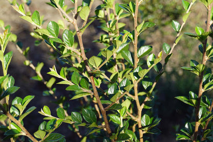 Cotoneaster simonsii meerstammig / struik