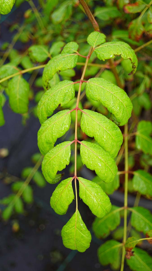 Dipteronia sinensis op stam