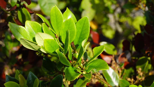 Distylium racemosum Tuinplanten