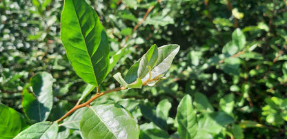 Elaeagnus umbellata op stam blad