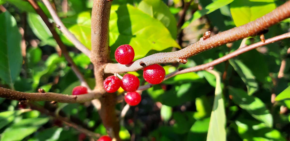 Elaeagnus umbellata op stam vrucht