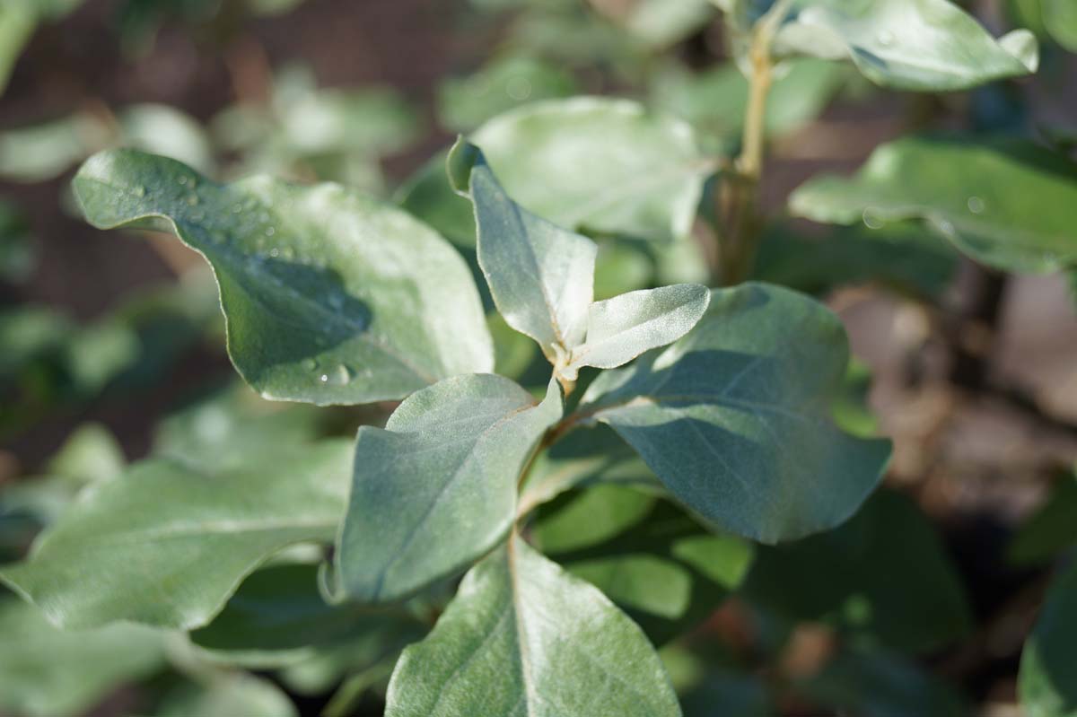 Silberölweide 'Zempin' Elaeagnus commutata 60-100 cm, Strauch im 5-Li