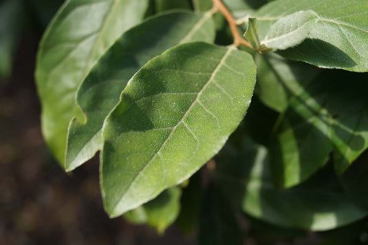 Elaeagnus pungens