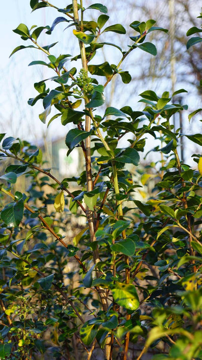 Escallonia 'Iveyi' Tuinplanten