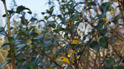 Escallonia 'Iveyi' meerstammig / struik