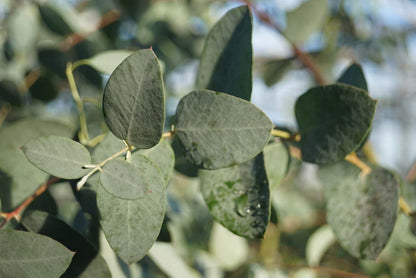 Eucalyptus gunnii Tuinplanten