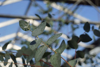 Eucalyptus gunnii Tuinplanten