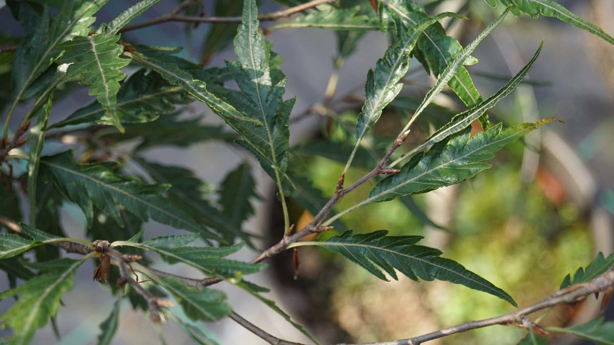Fagus sylvatica 'Aspleniifolia' Tuinplanten blad