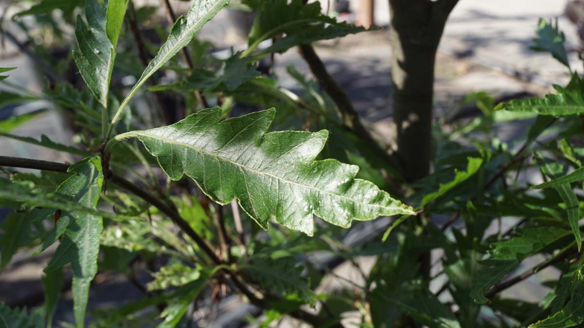 Fagus sylvatica 'Aspleniifolia' op stam blad