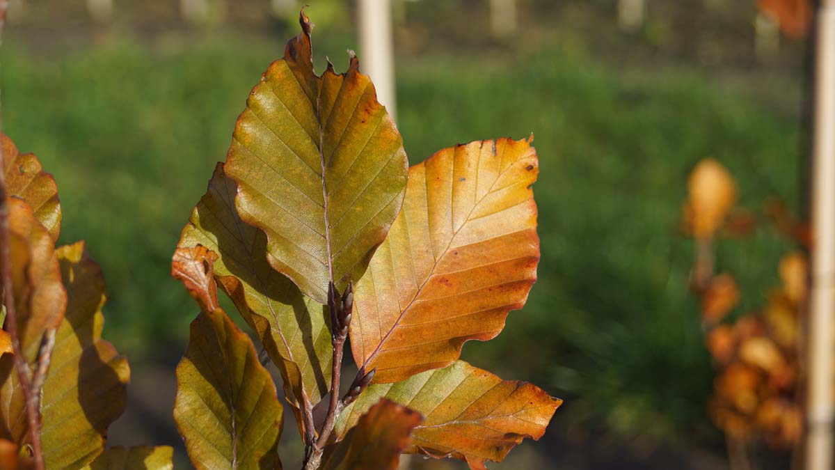 Fagus sylvatica 'Dawyck Purple' meerstammig / struik herfstkleur