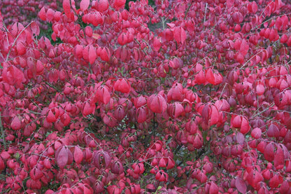 Euonymus alatus solitair