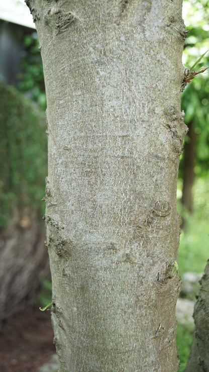 Fagus sylvatica 'Mercedes' meerstammig / struik