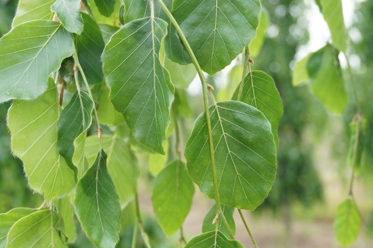 Fagus sylvatica 'Pendula' meerstammig / struik blad