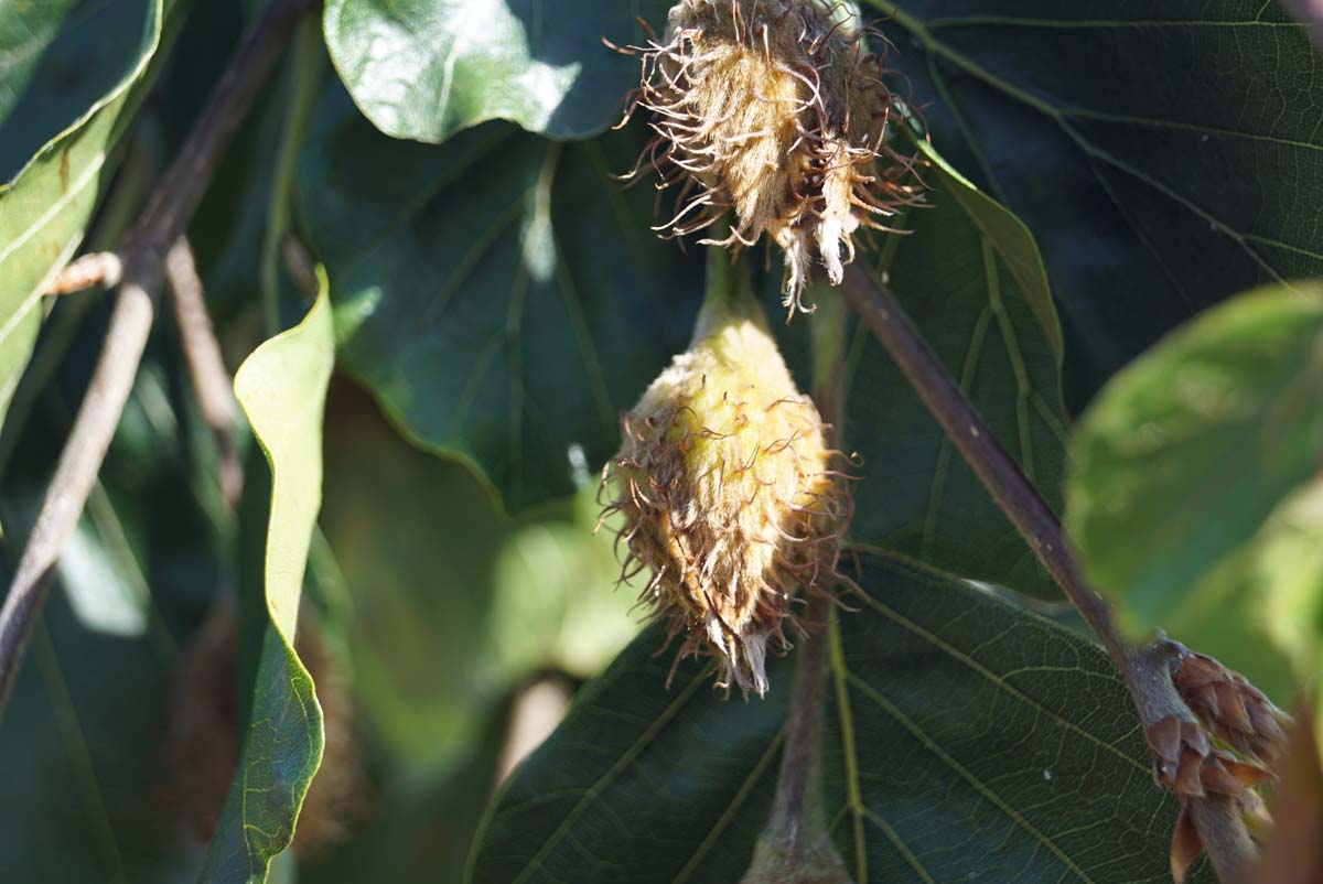 Fagus sylvatica 'Pendula' meerstammig / struik zaaddoos