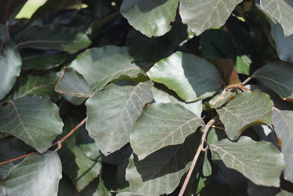 Fagus sylvatica 'Riversii' meerstammig / struik