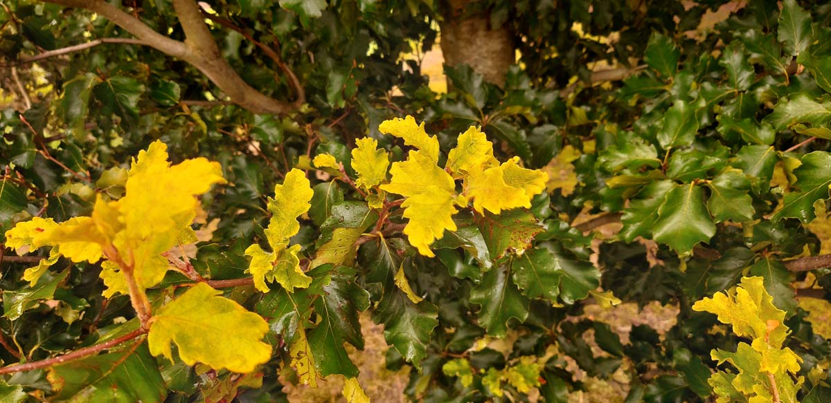 Fagus sylvatica 'Rohan Gold' Tuinplanten herfstkleur
