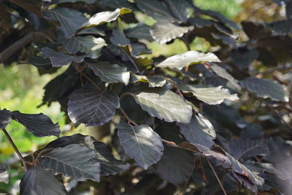 Fagus sylvatica 'Swat Magret' Tuinplanten