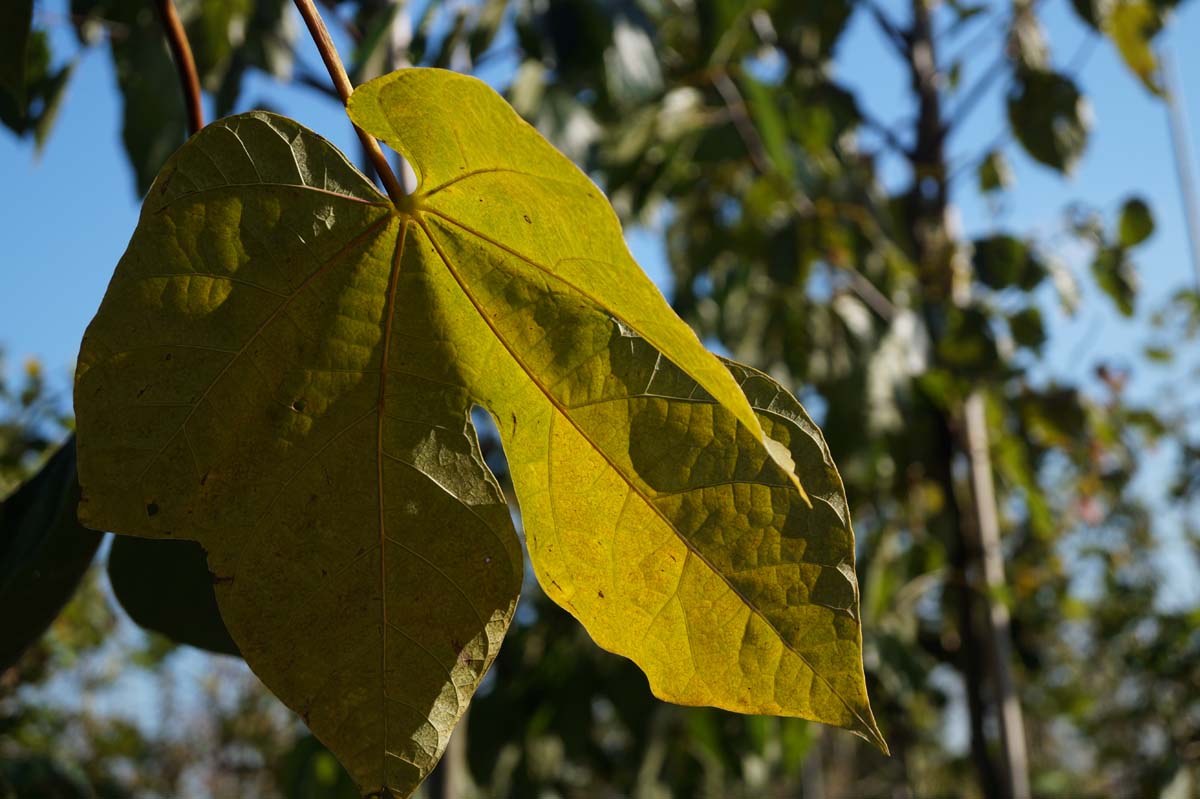 Firmiana simplex Tuinplanten