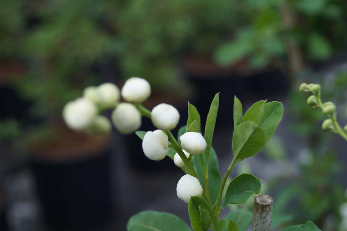Exochorda 'The Bride' Tuinplanten