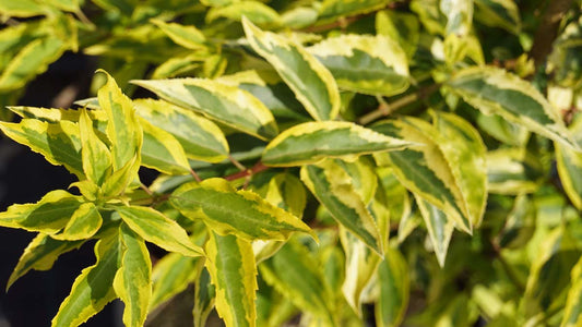 Forsythia intermedia 'Golden Times' Tuinplanten