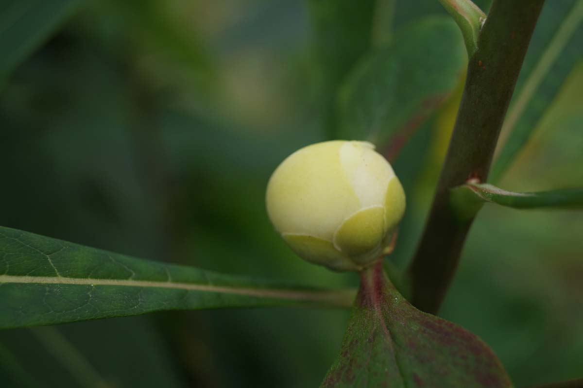 Franklinia alatamaha meerstammig / struik