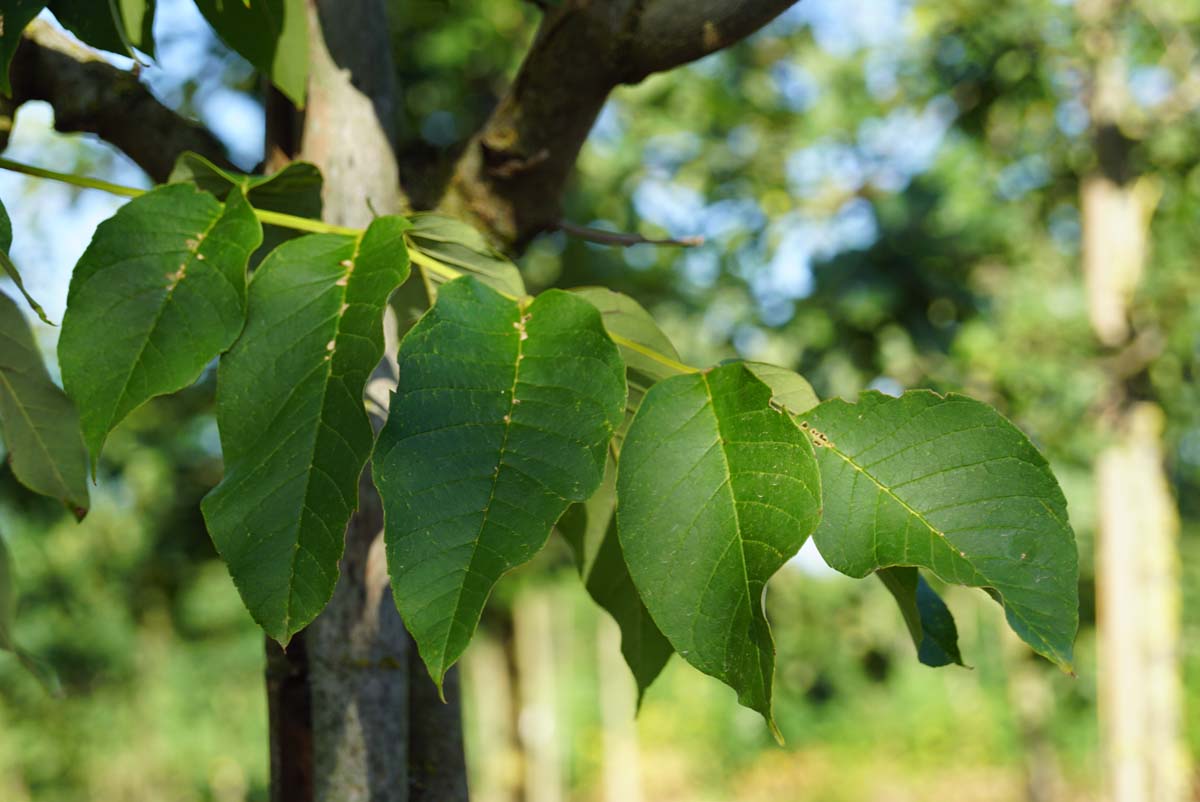 Fraxinus americana 'Autumn Applause' meerstammig / struik