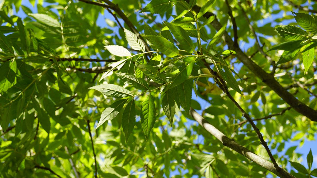 Fraxinus excelsior 'Altena' meerstammig / struik blad