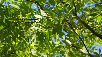 Fraxinus excelsior 'Altena' meerstammig / struik blad