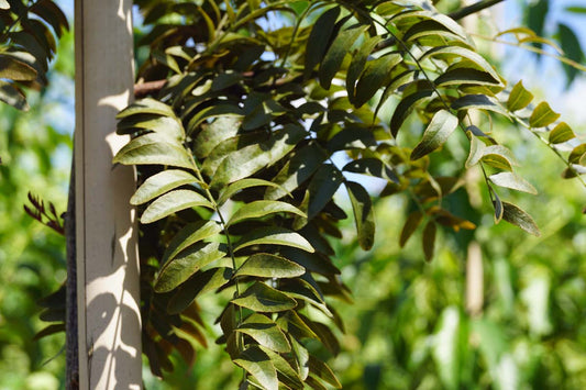 Gleditsia triacanthos 'Rubylace' meerstammig / struik blad