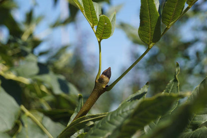 Fraxinus excelsior 'Geessink' op stam
