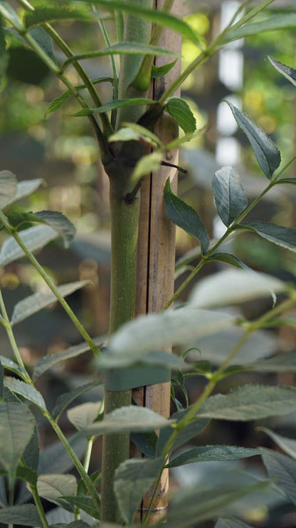 Fraxinus excelsior 'Westhof's Glorie' Tuinplanten blad