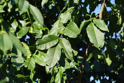 Fraxinus ornus 'Louisa Lady' Tuinplanten