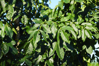 Fraxinus ornus 'Louisa Lady' Tuinplanten