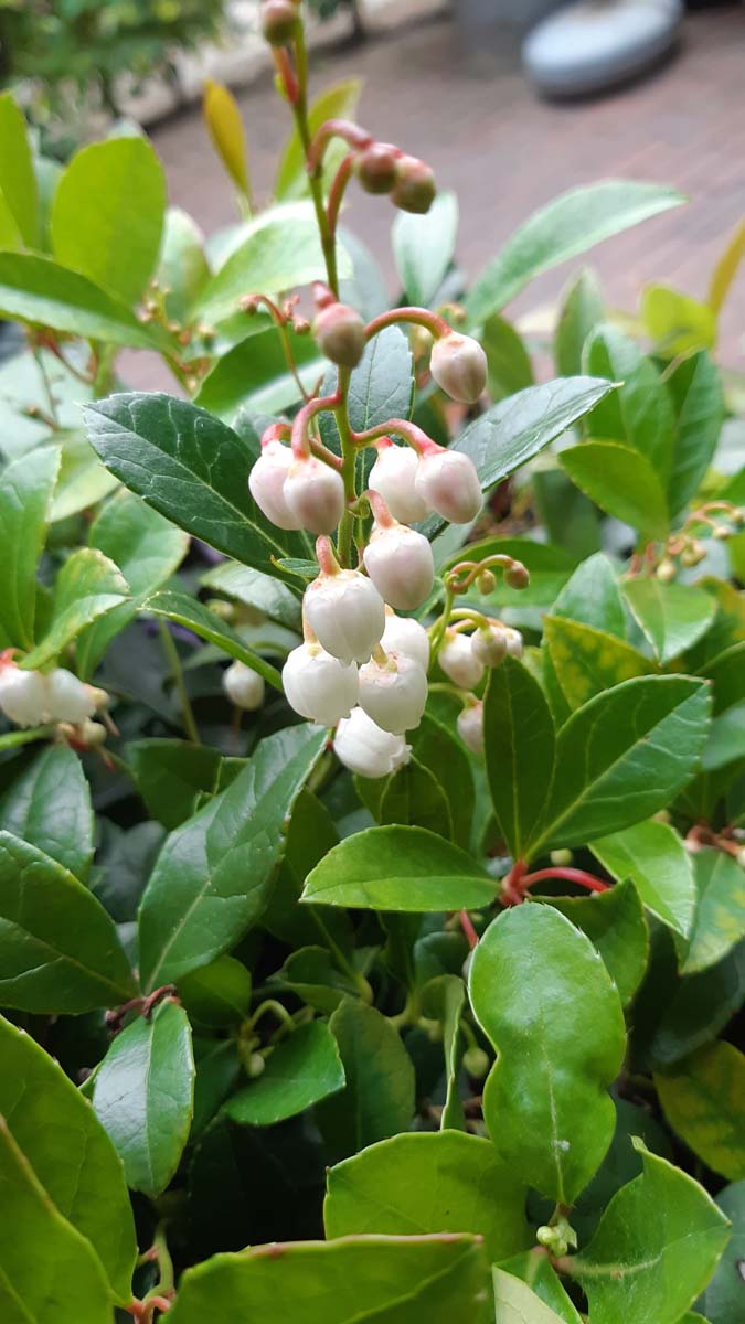Gaultheria procumbens