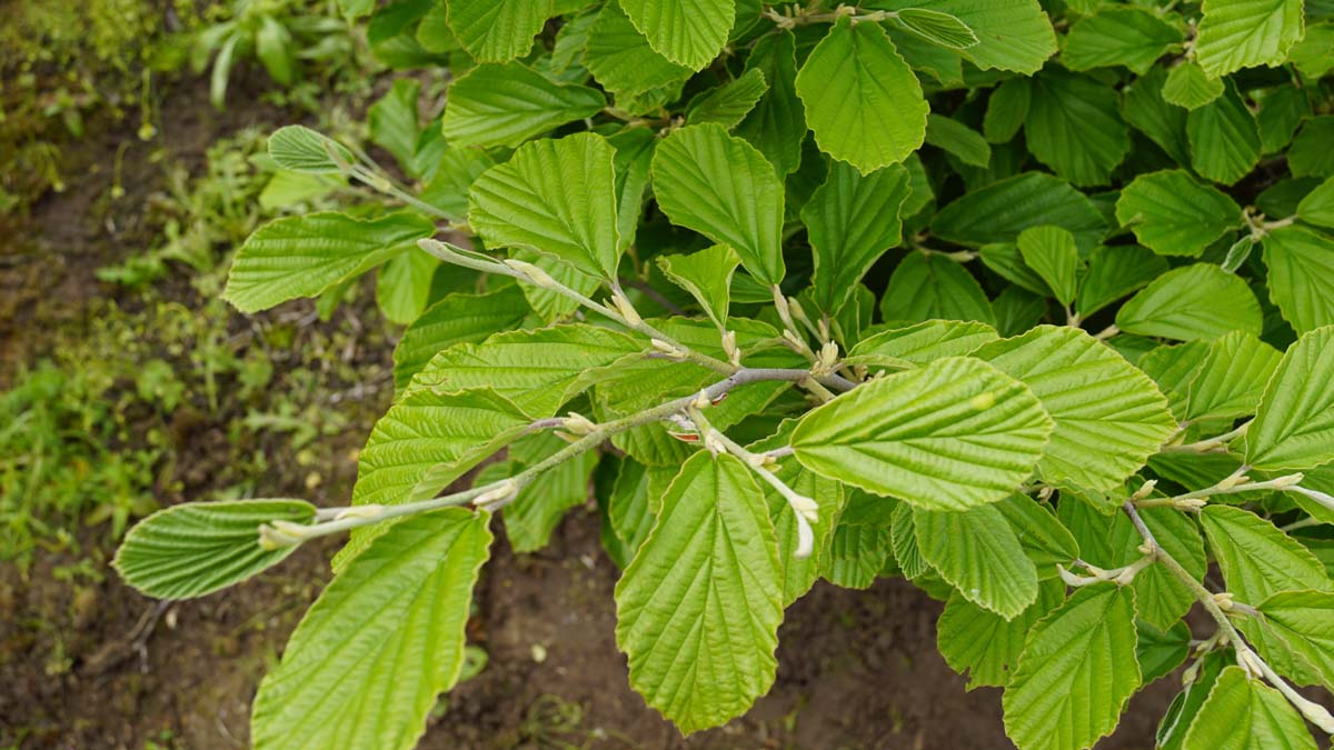 Hamamelis intermedia solitair blad
