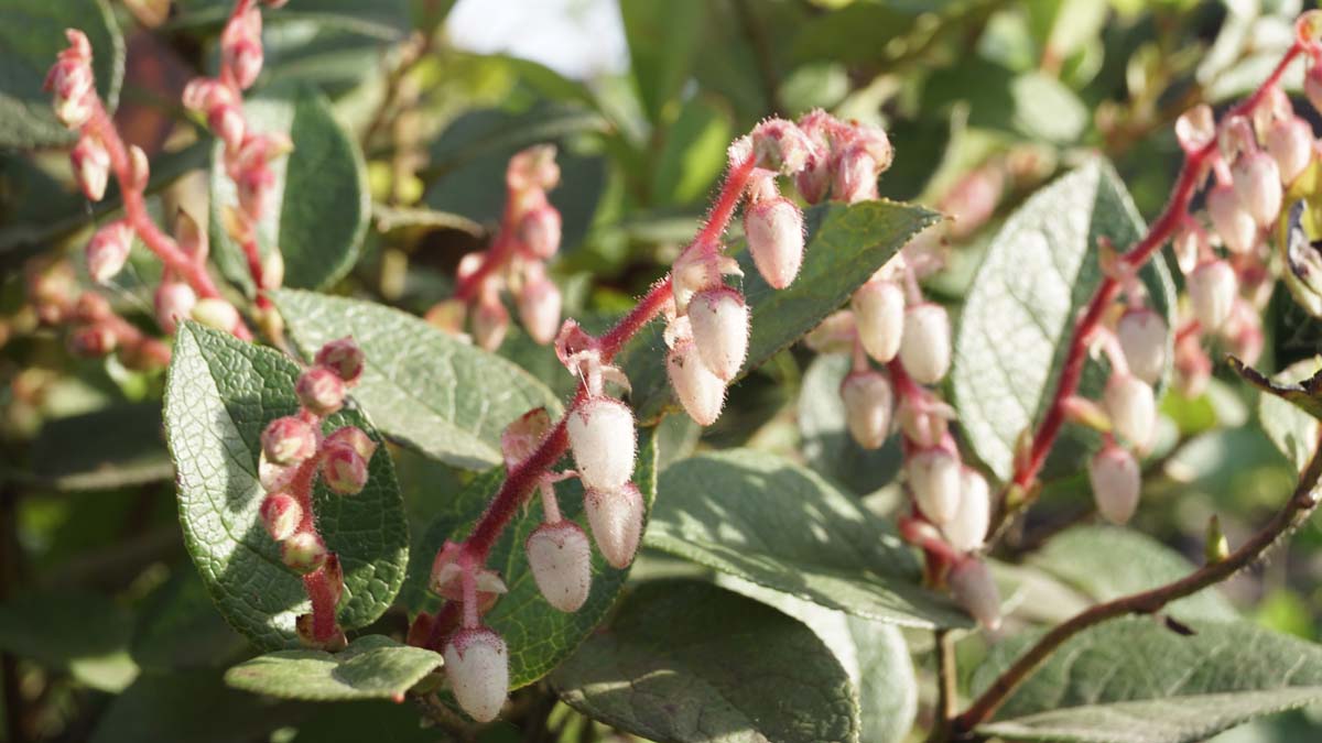 Gaultheria shallon