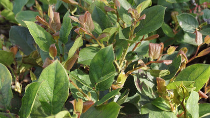 Gaultheria shallon