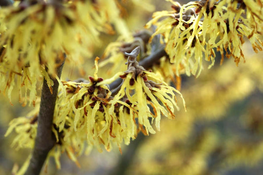Hamamelis intermedia 'Arnold Promise' solitair bloem